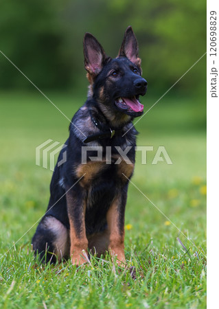 German shepherd puppy on the green grass in the garden. Shallow depth of field 120698829