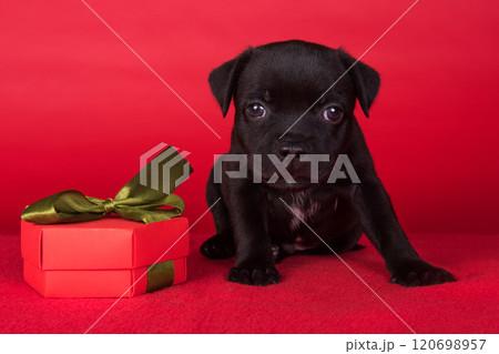 American Staffordshire Bull Terrier dog puppy with gift bow on red background 120698957
