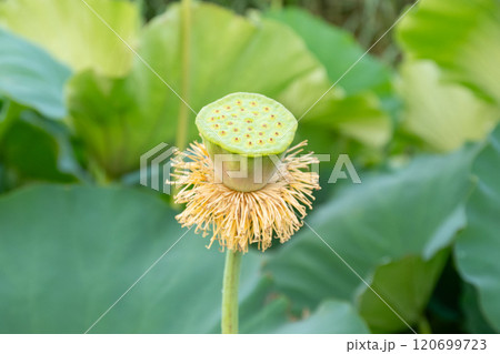 花びらが落ちた蓮の花　若い蓮の実 120699723
