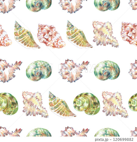 Shell pattern underwater world in watercolor. Murex Endivia, Voluta Virescens, Conch Snail, Turbo shell, Moon, Rosy Wolf snail sea shells with different form. Sea snails can be used as a sticker, a 120699882