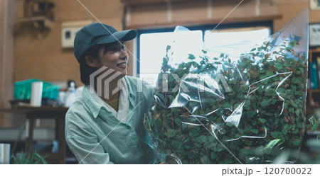 花き農家の出荷作業 花き農家の出荷作業 120700022