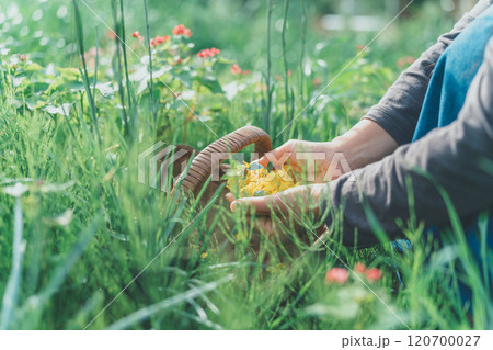 花摘みアクティビティー 120700027