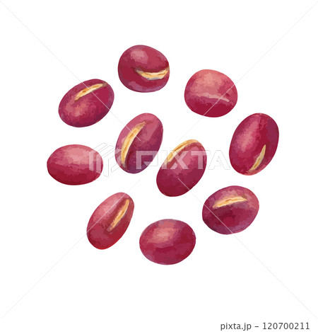 水彩手書きのあずきのベクターイラスト 120700211