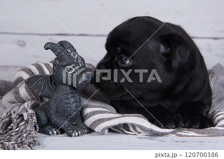 Black American Staffordshire Terrier dog or AmStaff puppy on gray background with dragon figurine 120700386