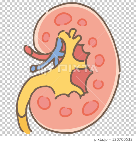 Kidney illustration (no name) 120700532