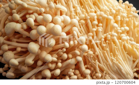 《AI画像》たくさんのエノキダケ 120700604