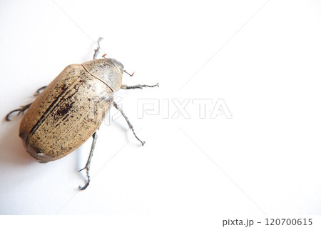 Lepidiota stigma, a polyphagous insect pest. Eats plant roots. This insect takes about one year to complete its life cycle. Lepidiota stigma, a polyphagous insect pest. Eats plant roots. This insect takes about one year to complete its life cycle. 120700615
