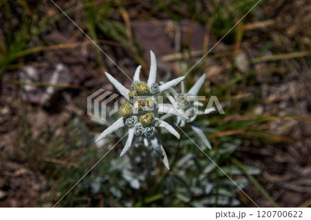 Alpine flower Edelweiss, Leontopodium. Dicotyledonous herbaceous plant Alpine flower Edelweiss, Leontopodium. Dicotyledonous herbaceous plant 120700622