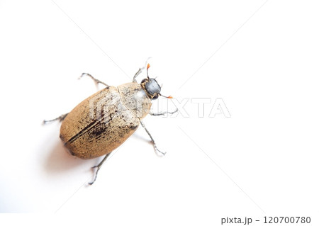 Lepidiota stigma is a polyphagous insect pest that attacks the roots of various types of plants. Lepidiota stigma is a polyphagous insect pest that attacks the roots of various types of plants. 120700780