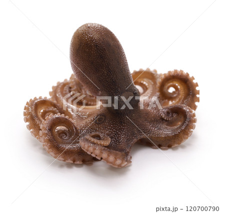 イイダコ 120700790