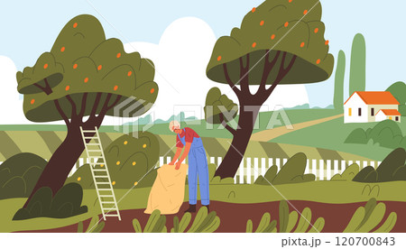 Gardener or farmer picking apples. Vector illustration, banner or background. Summer or autumn harvesting season, apple gathering. Rural scene, countryside landscape. Farming and agriculture theme. Gardener or farmer picking apples. Vector illustration, banner or background. Summer or autumn harvesting season, apple gathering. Rural scene, countryside landscape. Farming and agriculture theme. 120700843