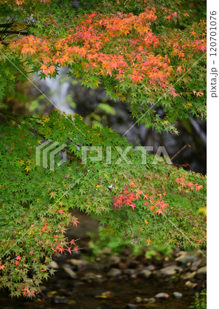 南砺市・大門川河川公園の紅葉 120701076