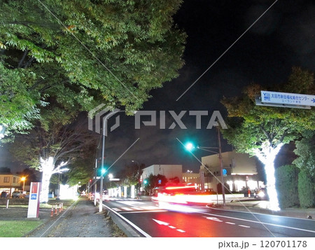 エアリスホール東側の市道1級42号線の丁字路 新田ケヤキ並木イルミネーション2024(11.21) 120701178