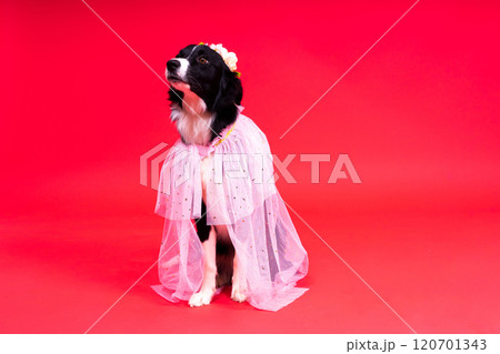 Close-up of Border Collie, 1.5 years old, looking at camera against red and yellow background 120701343