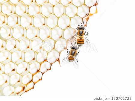 The image vividly captures two honeybees on a honeycomb 120701722