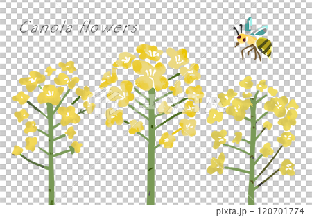 柔らかいタッチ菜の花と蜂のベクターイラスト（背景透過） 120701774