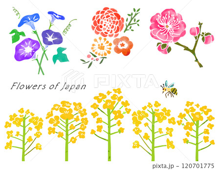 柔らかいタッチの和風花のベクターイラスト（背景透過） 120701775
