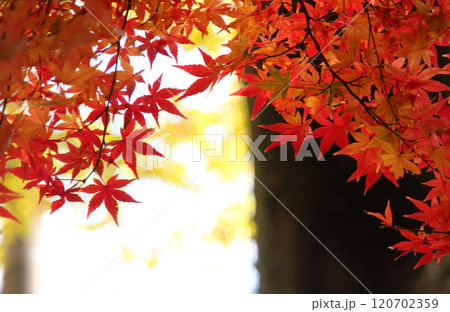 モミジの紅葉 モミジの紅葉 120702359