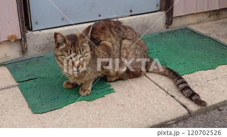野良猫 120702526