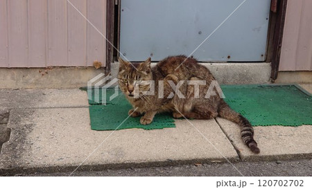 野良猫 野良猫 120702702