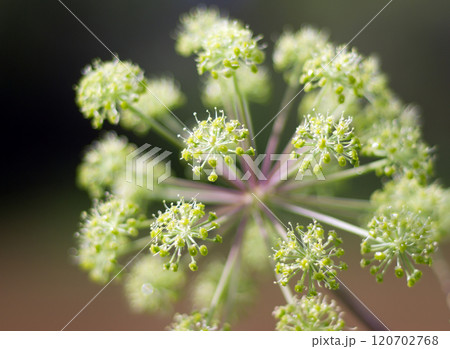 Angelica plan. .Shallow depth-of-field Angelica plan. .Shallow depth-of-field 120702768