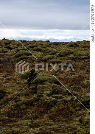 Lava field covered by moss, south Iceland 120702978