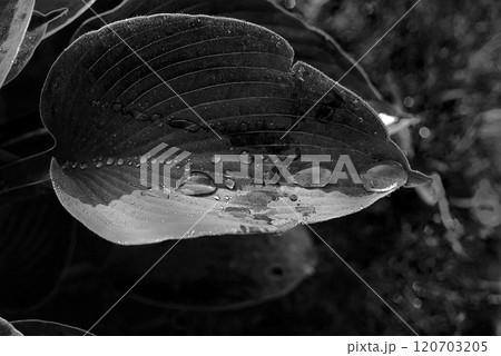 High-contrast black and white close-up of hosta leaf with water droplets, natural patterns 120703205