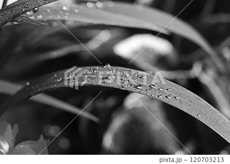 Curved leaf with shimmering water droplets, highlighted in monochrome palette with natural textures Curved leaf with shimmering water droplets, highlighted in monochrome palette with natural textures 120703213