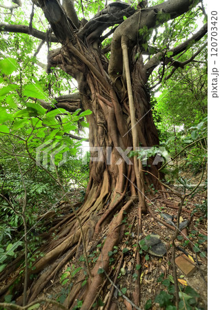 龍王神社のアコウの木　【和歌山県日高郡美浜町】 120703420