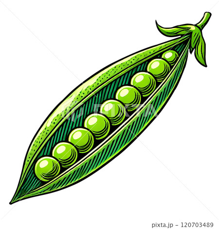 手描き風のエンドウ豆のイラスト（さや入り・食品デザイン素材） 120703489