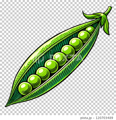 手描き風のエンドウ豆のイラスト（さや入り・食品デザイン素材） 120703489