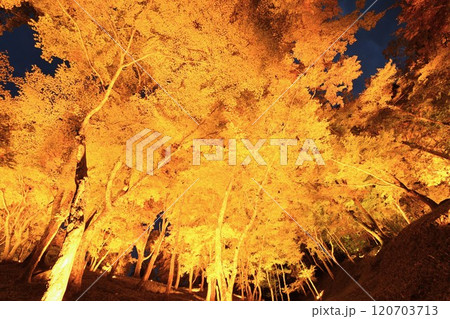 紅葉の名所 香嵐渓ライトアップ 紅葉の名所 香嵐渓ライトアップ 120703713