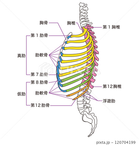 肋骨と胸椎のしくみ 骨格 横図 医療 肋骨と胸椎のしくみ 骨格 横図 医療 120704199