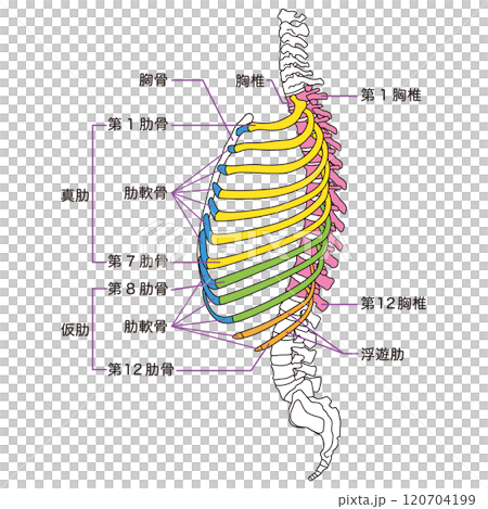 肋骨と胸椎のしくみ 骨格 横図 医療 肋骨と胸椎のしくみ 骨格 横図 医療 120704199