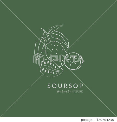 Soursop fruit hand drawn vintage illustration 120704230