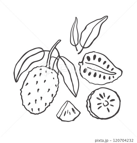 Soursop fruit hand drawn set 120704232