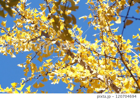 青空に映える、黄葉 120704694