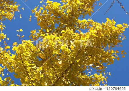 青空に映える、イチョウの黄葉 120704695
