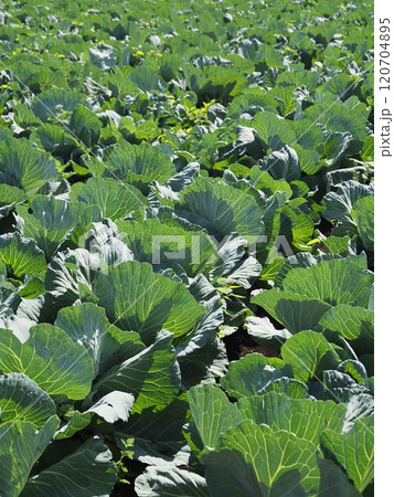 キャベツ畑:cabbage patch キャベツ畑:cabbage patch 120704895