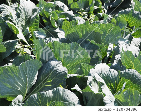 キャベツ畑：cabbage patch 120704896