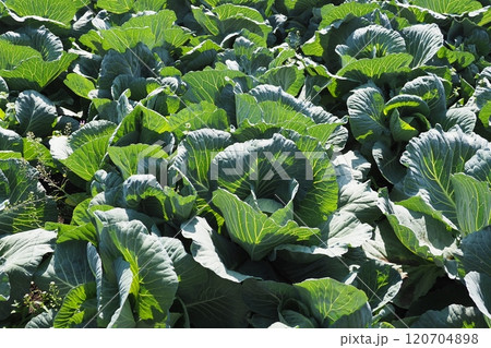 キャベツ畑：cabbage patch 120704898