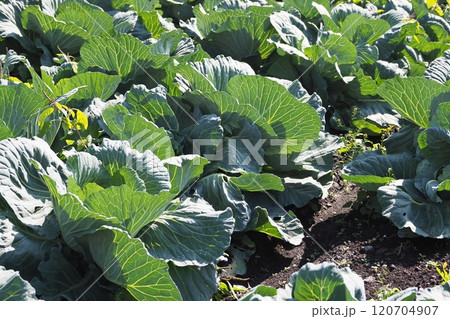 キャベツ畑：cabbage patch 120704907