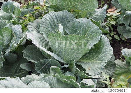 キャベツ畑：cabbage patch 120704914