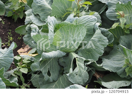 キャベツ畑：cabbage patch 120704915
