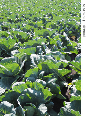 キャベツ畑:cabbage patch キャベツ畑:cabbage patch 120704919