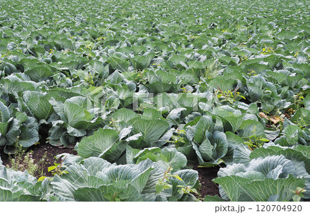 キャベツ畑：cabbage patch 120704920