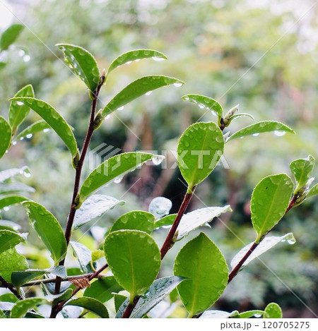 雨に濡れた葉 120705275