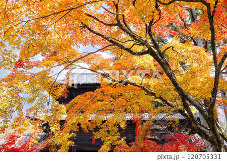 秋の南禅寺 120705331
