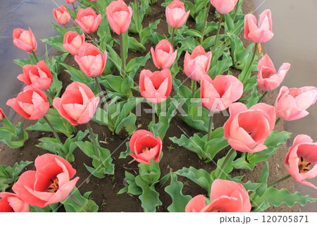~チューリップ~ ◦◦◦◦ Red tulips ◦◦◦◦ ~チューリップ~ ◦◦◦◦ Red tulips ◦◦◦◦ 120705871