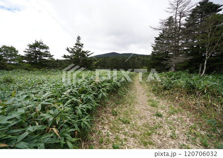 ぐんま県境稜線トレイル 浦倉山と土鍋山との鞍部に広がる大笹原 南方面を見る 2024年9月15日 ぐんま県境稜線トレイル 浦倉山と土鍋山との鞍部に広がる大笹原 南方面を見る 2024年9月15日 120706032